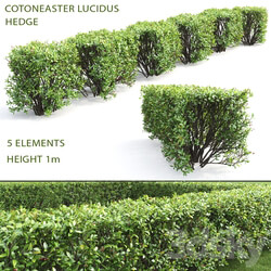 Cotoneaster shiny hedge 4 3D Models 