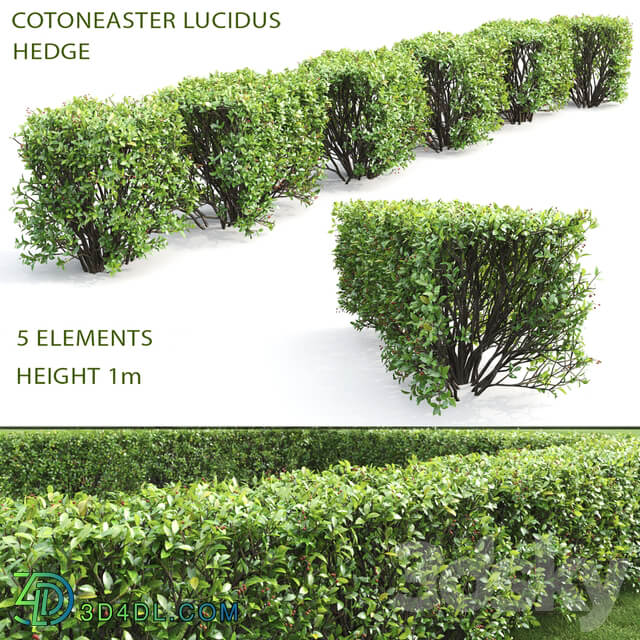 Cotoneaster shiny hedge 4 3D Models