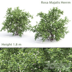 Rosehip bush 1 Rosa Majalis Herrm 3D Models 