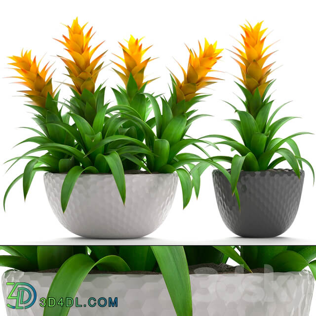 Collection of plants 229. Bromeliad exotic flower pot planter flowerpot flowers Bromelia 3D Models
