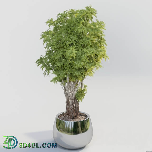 Bush in a pot 3D Models