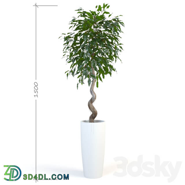 Ficus Daniel 3D Models