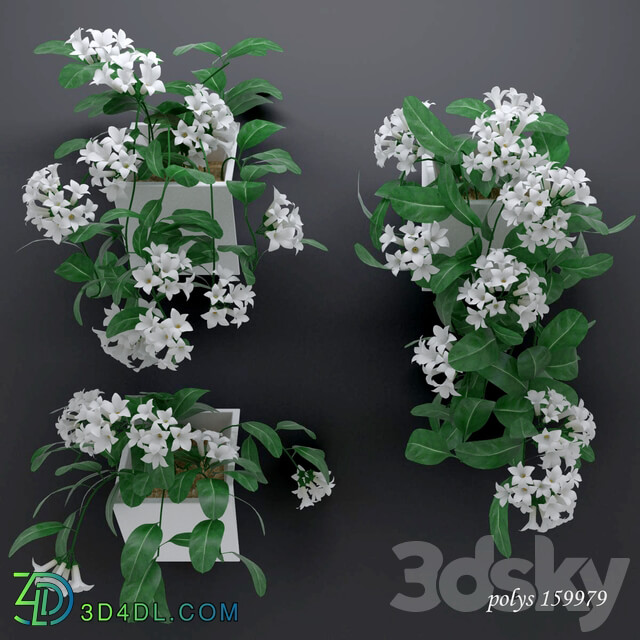 Trudging stephanotis plant abundantly blooming 3D Models