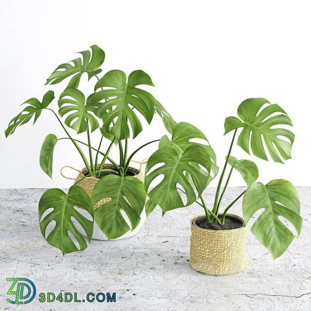 Monstera 3 3D Models