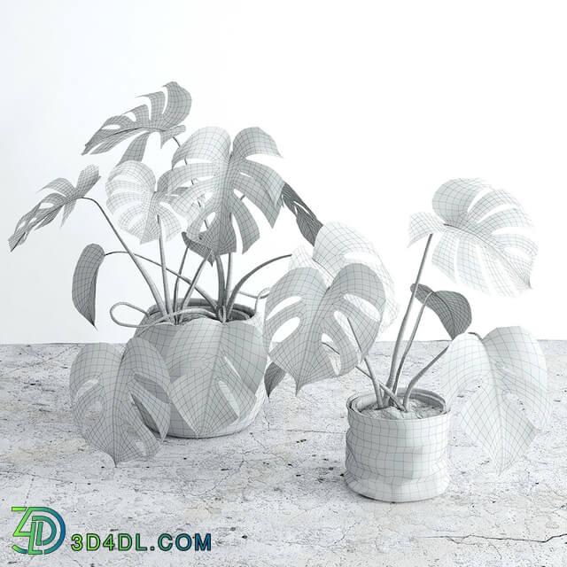 Monstera 3 3D Models