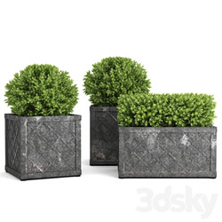 Collection of Plants VI Outdoor 3D Models 