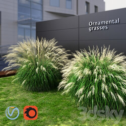 Ornamental grass Miscanthus large 3D Models 