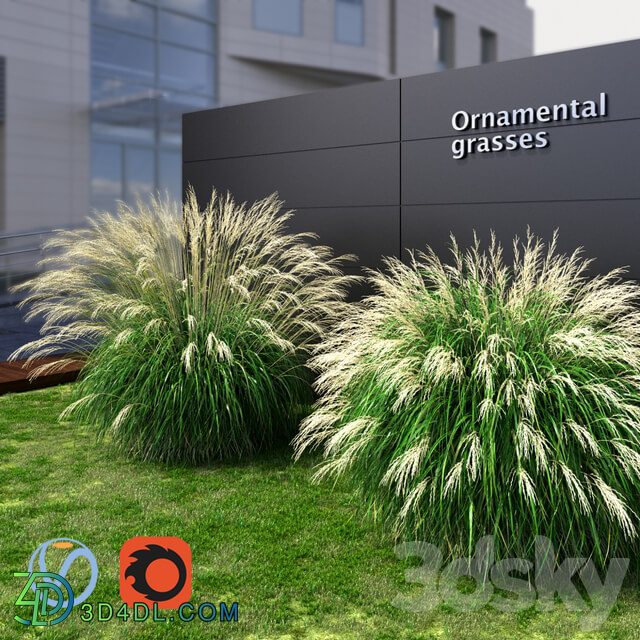 Ornamental grass Miscanthus large 3D Models
