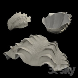 Other decorative objects Shell 