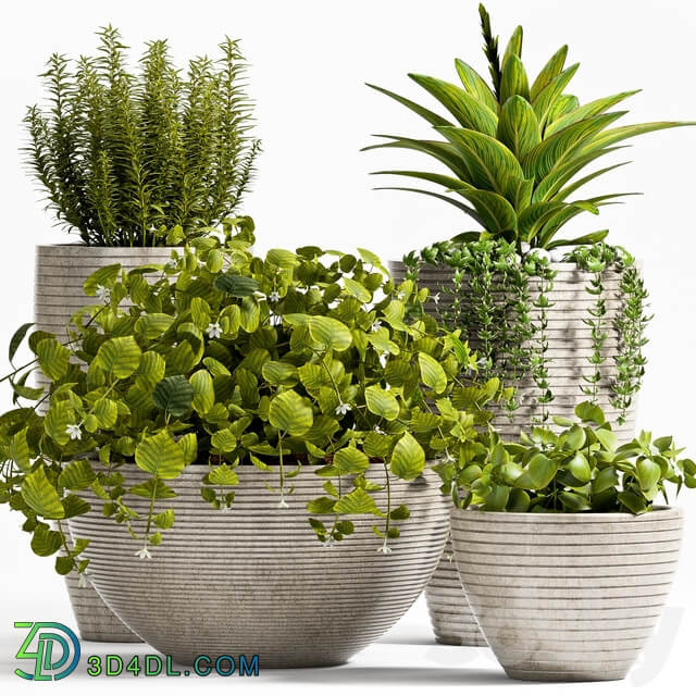 Plant 57 3D Models