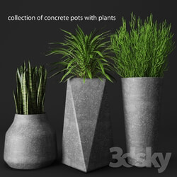 Plant a set of concrete pots with plants 