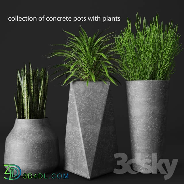 Plant a set of concrete pots with plants