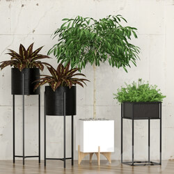 Potted plants 10 3D Models 