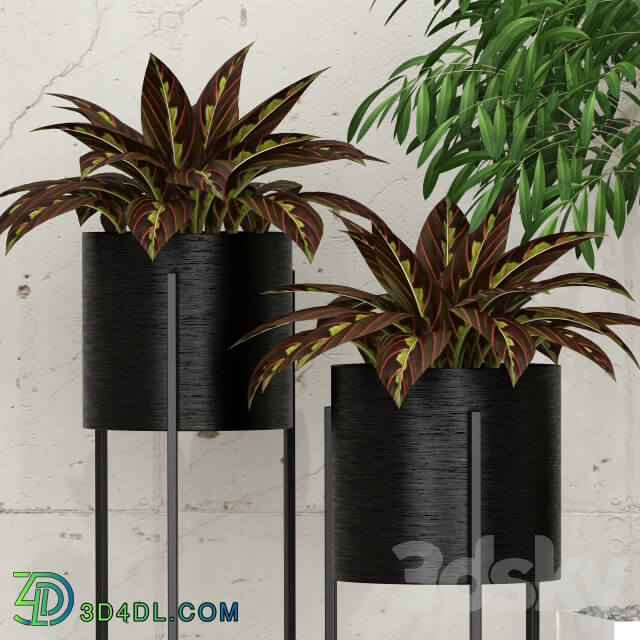 Potted plants 10 3D Models