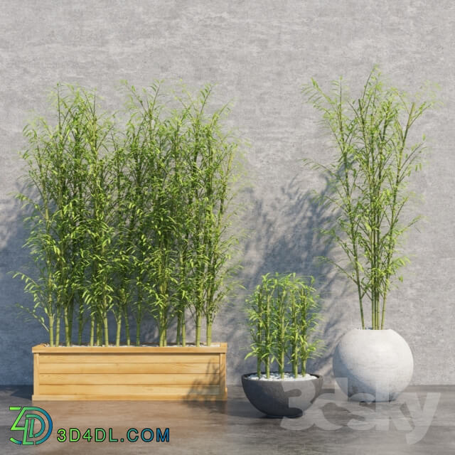 Plant Bamboo Set