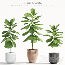 Ficus Lyrata Plant 65 3D Models 