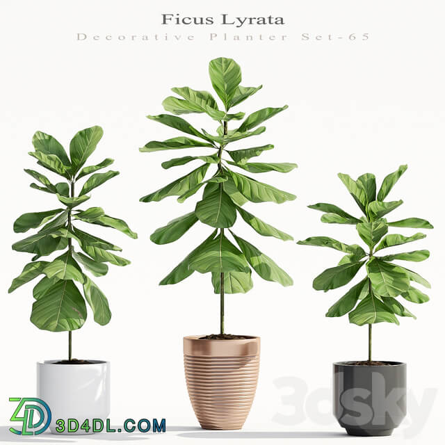 Ficus Lyrata Plant 65 3D Models