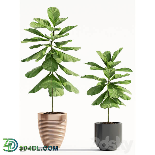 Ficus Lyrata Plant 65 3D Models