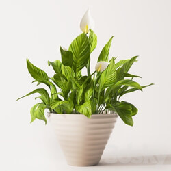 Spathiphyllum plant 2 3D Models 