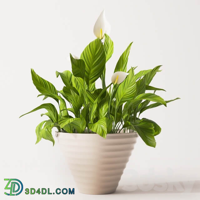 Spathiphyllum plant 2 3D Models