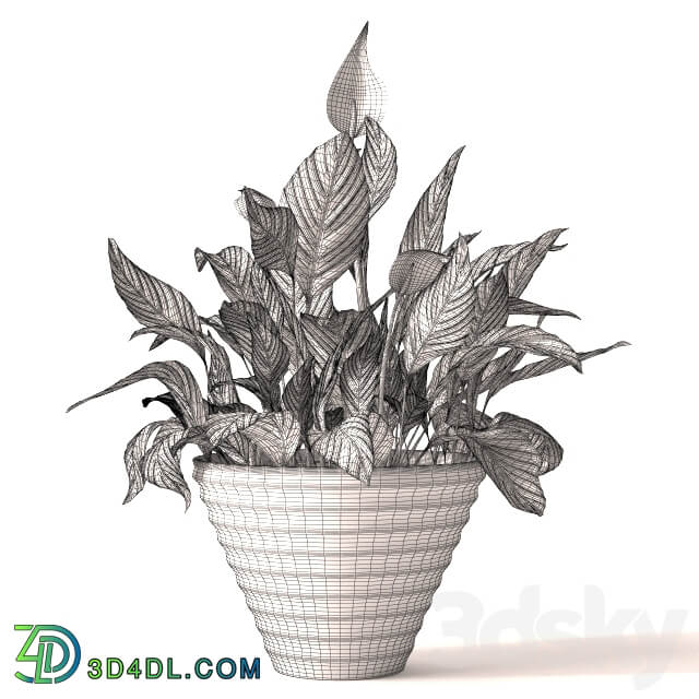 Spathiphyllum plant 2 3D Models