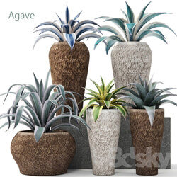 Plant Agave collection 
