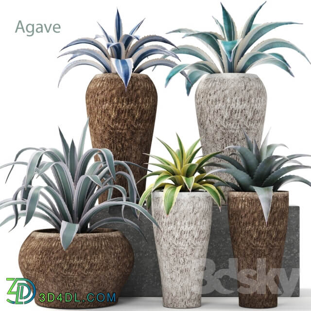 Plant Agave collection
