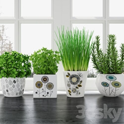Herbs in pots 3D Models 