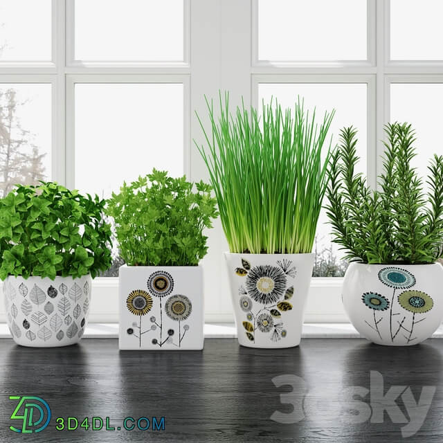 Herbs in pots 3D Models