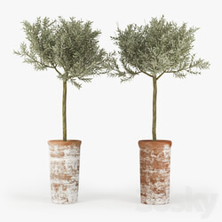 Olive Tree 3D Models 