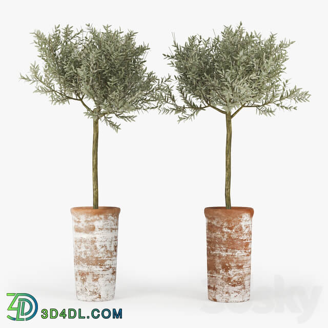 Olive Tree 3D Models