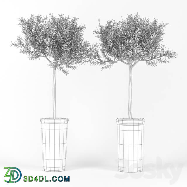 Olive Tree 3D Models