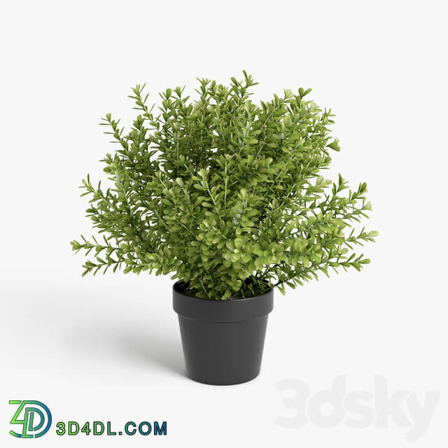 plants set 3D Models