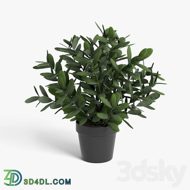 plants set 3D Models