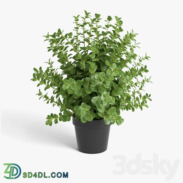 plants set 3D Models