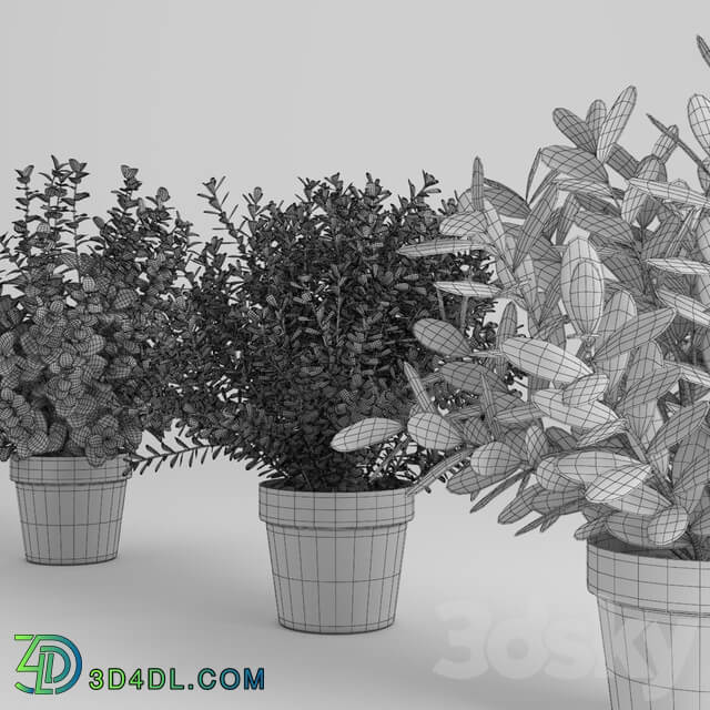 plants set 3D Models