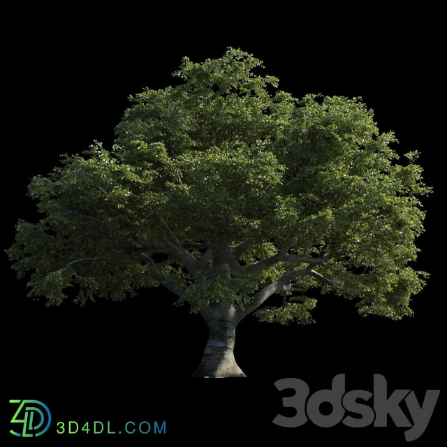 Beech great Razlog 3D Models