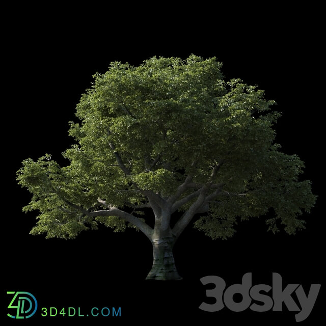 Beech great Razlog 3D Models