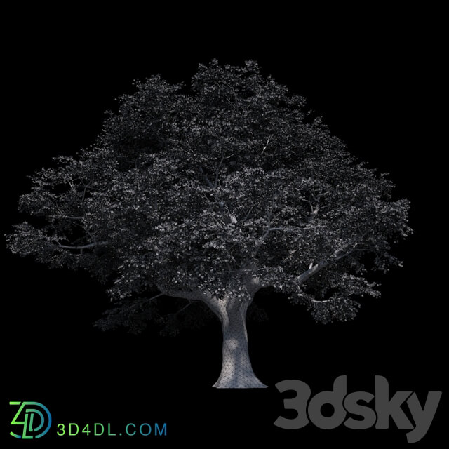 Beech great Razlog 3D Models