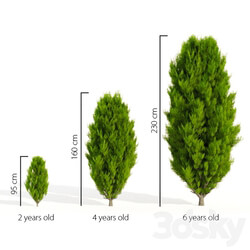 Thuja in 3 ages 3D Models 