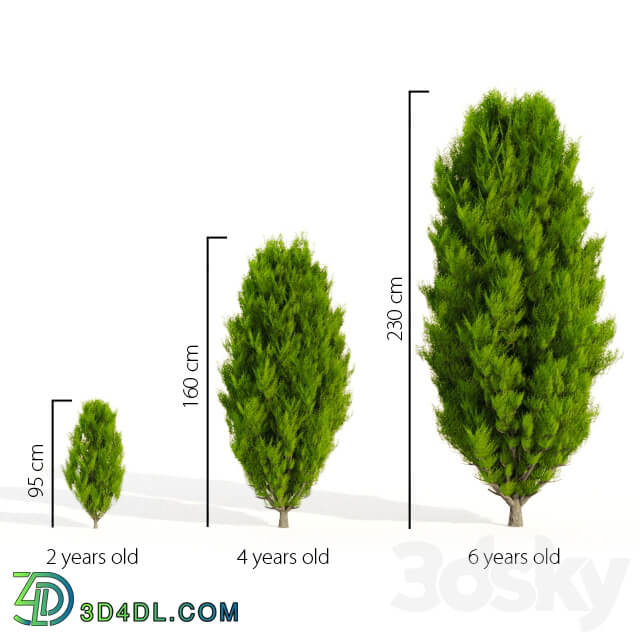 Thuja in 3 ages 3D Models
