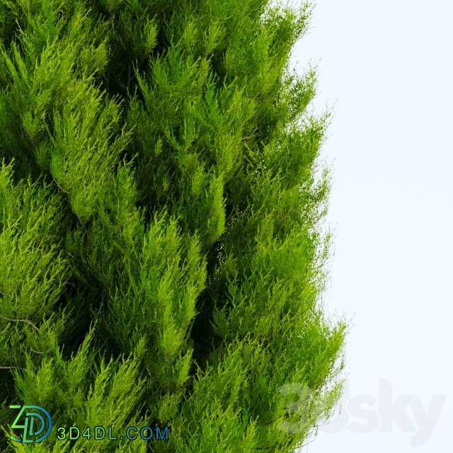 Thuja in 3 ages 3D Models