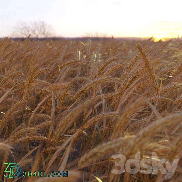 Wheat 3D Models