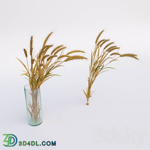 Wheat 3D Models