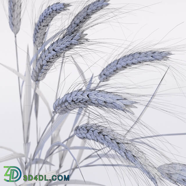 Wheat 3D Models