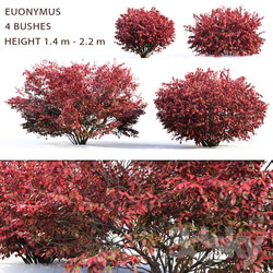 Euonymus 3D Models 
