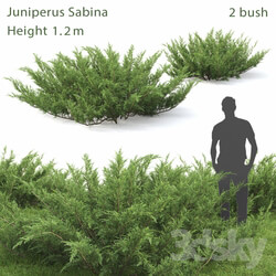 Juniperus Cossack 1 