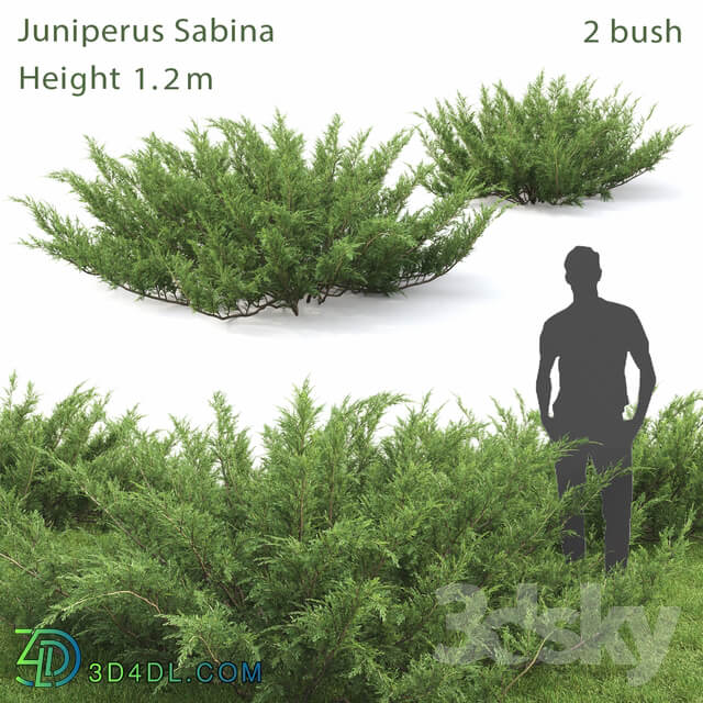 Juniperus Cossack 1