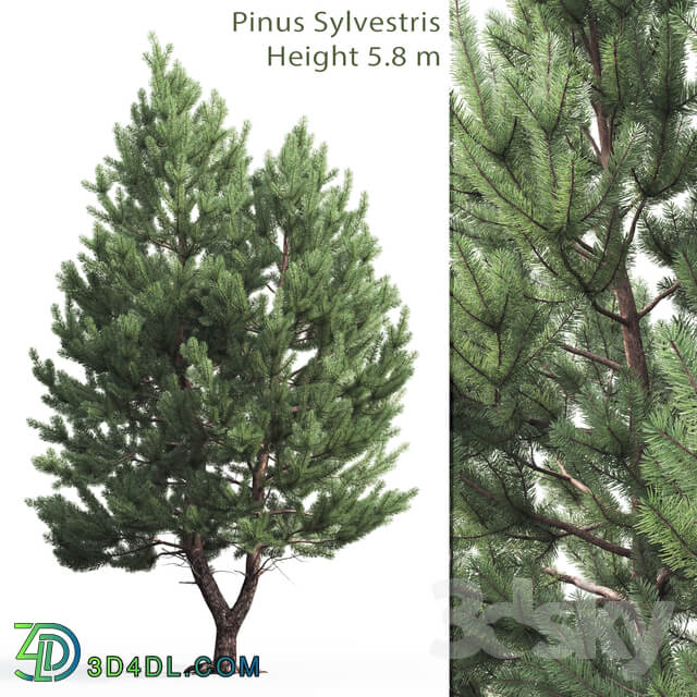Pine 3D Models