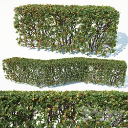 Cotoneaster lucidus 3 customizable transparent hedge 